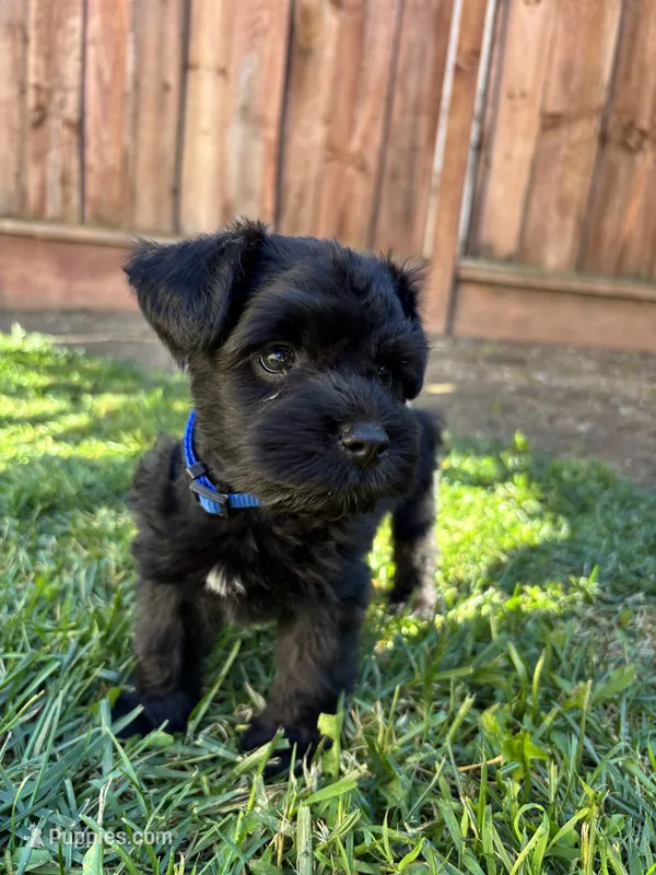 Frankie / Toy – Miniature Schnauzer puppy for sale in Salinas, CA