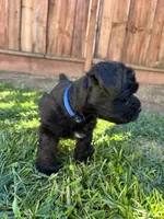 Frankie / Toy, a male Miniature Schnauzer for sale in Salinas, CA – 2 of 6