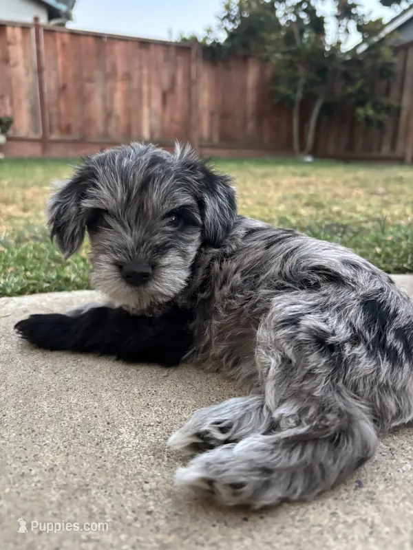 Maple – Miniature Schnauzer puppy on hold in Salinas, CA