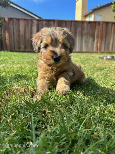 HONEY – Miniature Schnauzer puppy for sale in Salinas, CA
