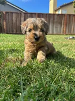 HONEY, a female Miniature Schnauzer for sale in Salinas, CA – 1 of 4