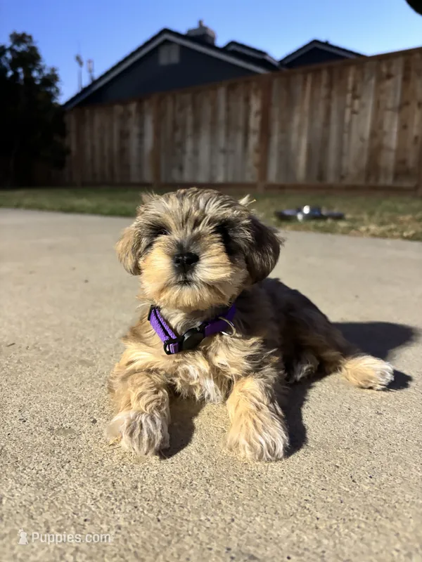 Pumpkin  – Miniature Schnauzer puppy on hold in Salinas, CA