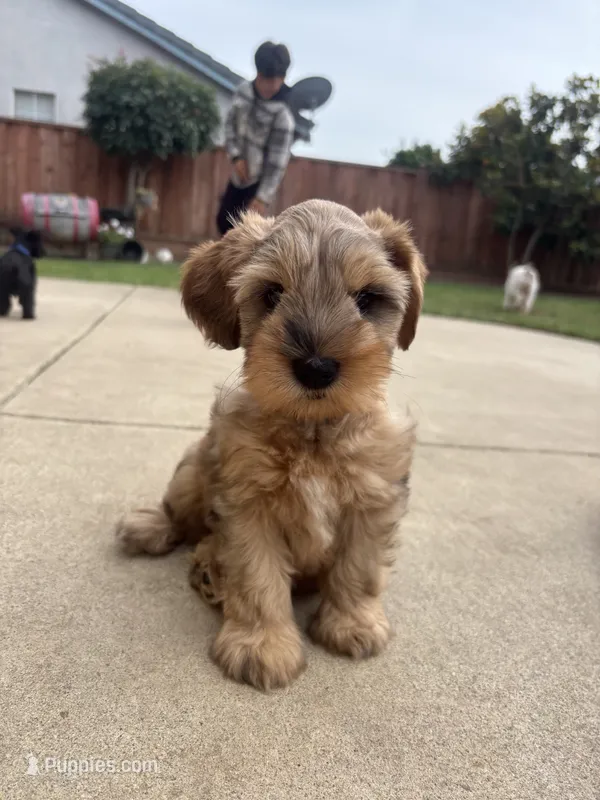 CHAI – Miniature Schnauzer puppy for sale in Salinas, CA