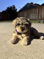 Pumpkin , a female Miniature Schnauzer for sale in Salinas, CA – 2 of 3