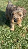 HONEY, a female Miniature Schnauzer for sale in Salinas, CA – 4 of 4
