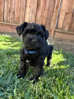 Frankie / Toy, a male Miniature Schnauzer for sale in Salinas, CA – 3 of 6