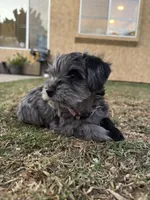 Maple, a female Miniature Schnauzer for sale in Salinas, CA – 2 of 3