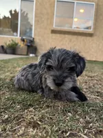 Maple, a female Miniature Schnauzer for sale in Salinas, CA – 3 of 3