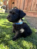 Frankie / Toy, a male Miniature Schnauzer for sale in Salinas, CA – 5 of 6