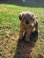 HONEY, a female Miniature Schnauzer for sale in Salinas, CA – 3 of 4