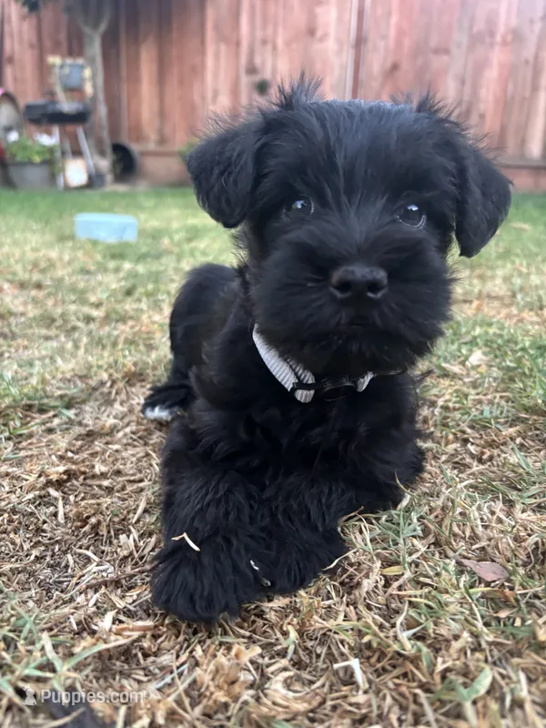 M’bappe – Miniature Schnauzer puppy for sale in Salinas, CA