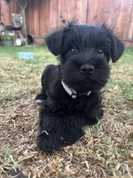 M’bappe, a male Miniature Schnauzer for sale in Salinas, CA – 1 of 2