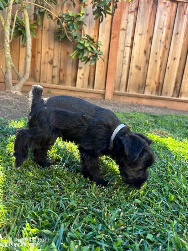 M’bappe – Miniature Schnauzer puppy for sale in Salinas, CA