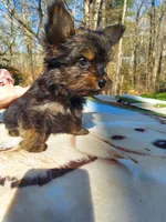 Little bear, a male Morkie for sale in Demorest, GA – Photo 4 of 5