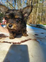 Little bear, a male Morkie for sale in Demorest, GA – Photo 5 of 5