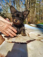 Little bear, a male Morkie for sale in Demorest, GA – Photo 1 of 5