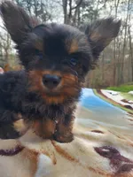 Little bear, a male Morkie for sale in Demorest, GA – Photo 3 of 5