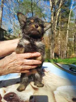 Little bear, a male Morkie for sale in Demorest, GA – Photo 2 of 5