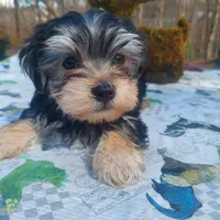 Charlie , a male Morkie for sale in Demorest, GA – Photo 1 of 7