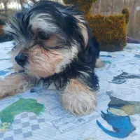 Charlie , a male Morkie for sale in Demorest, GA – Photo 4 of 7