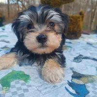 Charlie , a male Morkie for sale in Demorest, GA – Photo 3 of 7