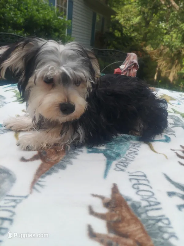 Charlie  – Morkie puppy for sale in Demorest, GA