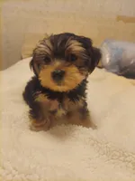 Charlie , a male Morkie for sale in Demorest, GA – Photo 4 of 5