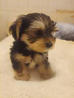 Charlie , a male Morkie for sale in Demorest, GA – Photo 2 of 5