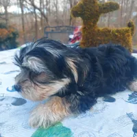 Charlie , a male Morkie for sale in Demorest, GA – Photo 7 of 7