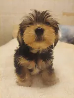 Charlie , a male Morkie for sale in Demorest, GA – Photo 3 of 5