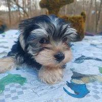 Charlie , a male Morkie for sale in Demorest, GA – Photo 2 of 7