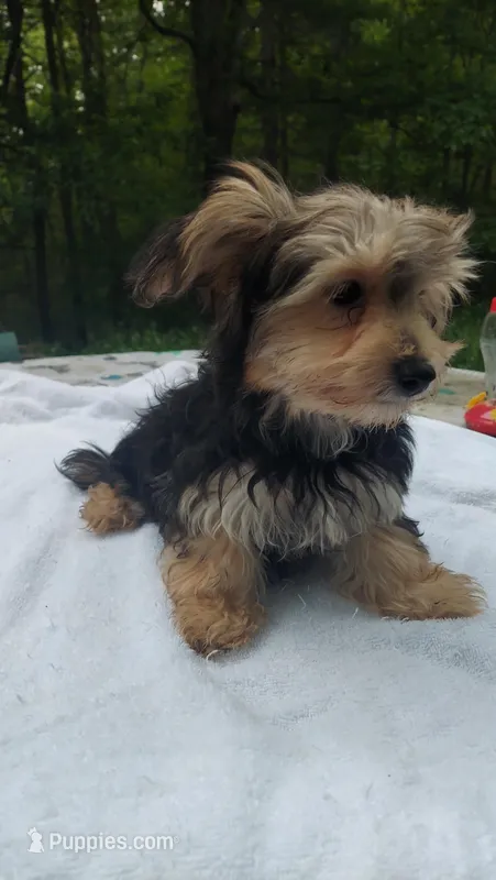 Lilly – Morkie puppy for sale in Demorest, GA