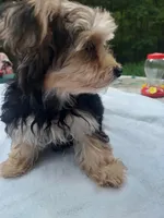 Lilly, a female Morkie for sale in Demorest, GA – Photo 3 of 5