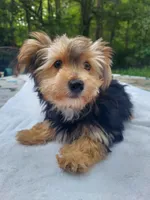 Lilly, a female Morkie for sale in Demorest, GA – Photo 2 of 5