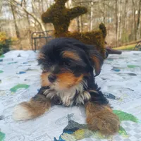 Chelo , a female Morkie for sale in Demorest, GA – Photo 6 of 7