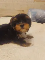 Chelo , a female Morkie for sale in Demorest, GA – Photo 2 of 6