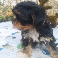 Chelo , a female Morkie for sale in Demorest, GA – Photo 3 of 7