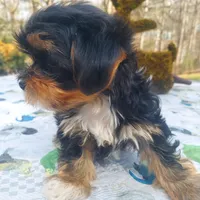Chelo , a female Morkie for sale in Demorest, GA – Photo 2 of 7