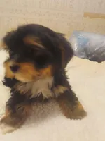 Chelo , a female Morkie for sale in Demorest, GA – Photo 3 of 6