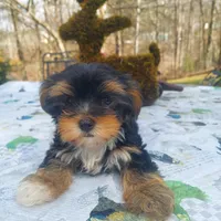 Chelo , a female Morkie for sale in Demorest, GA – Photo 4 of 7