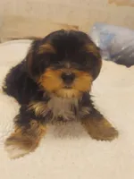 Chelo , a female Morkie for sale in Demorest, GA – Photo 4 of 6