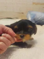 Chelo , a female Morkie for sale in Demorest, GA – Photo 6 of 6