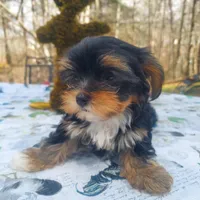 Chelo , a female Morkie for sale in Demorest, GA – Photo 7 of 7