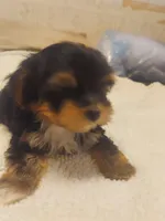 Chelo , a female Morkie for sale in Demorest, GA – Photo 5 of 6