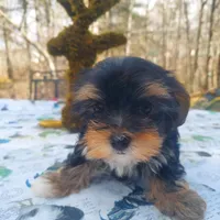 Chelo , a female Morkie for sale in Demorest, GA – Photo 1 of 7