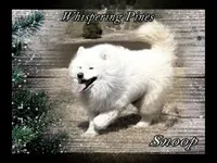 Snoop, a male Samoyed for sale in Plummer, ID – 3 of 3