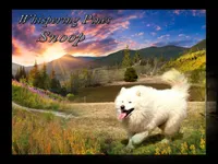 Snoop, a male Samoyed for sale in Plummer, ID – 2 of 3
