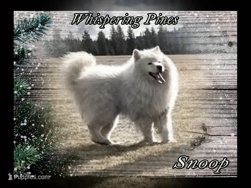 Snoop – Samoyed puppy for sale in Plummer, ID