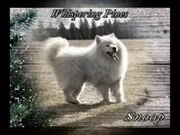 Snoop, a male Samoyed for sale in Plummer, ID – 1 of 3