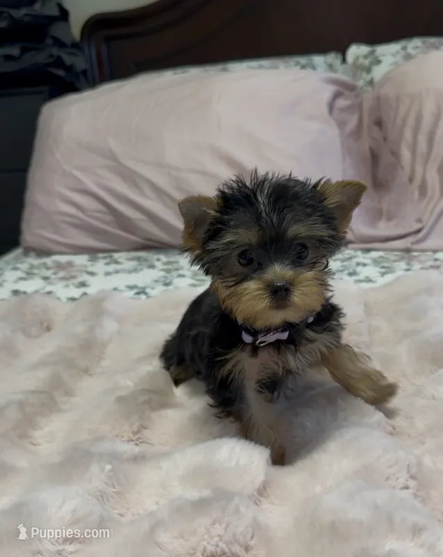 Lippy  #1 – Yorkshire Terrier puppy for sale in Merced, CA